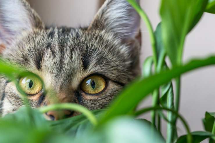 gatto nascosto tra le piante di casa