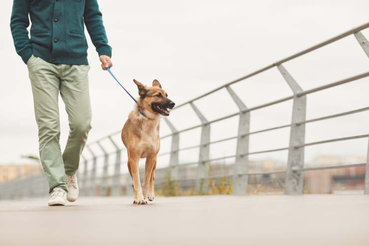 messa alla prova con la cura dei cani