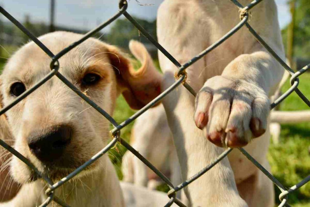 messa alla prova con la cura dei cani