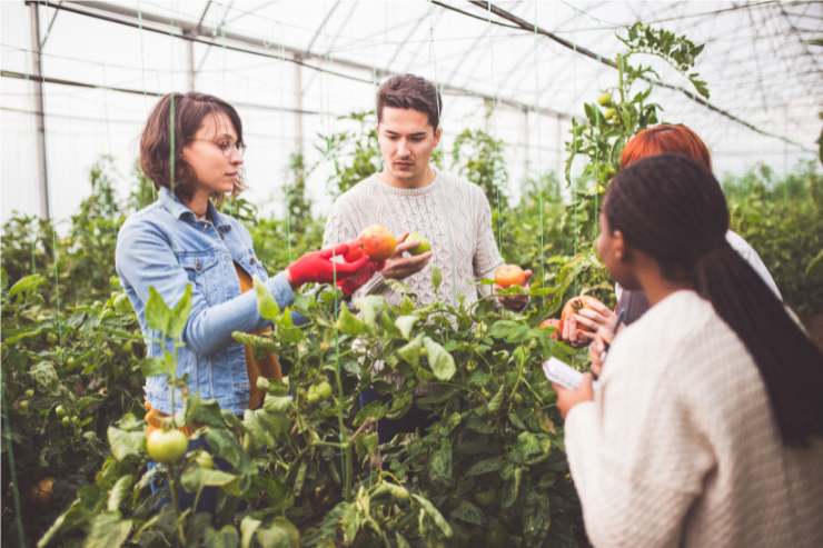 servizio civile agricoltura come funziona